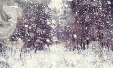 Kış orman manzarası. Kar altında uzun ağaçlar. Ocak 1