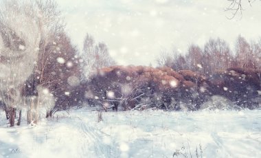 Kış orman manzarası. Kar altında uzun ağaçlar. Ocak 1