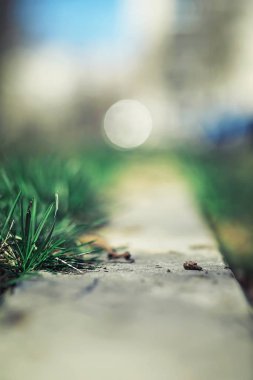 Parlak bahar, şafakta ormanda yeşilleniyor. Doğa ilkbaharın başlarında canlanır..