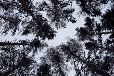 Kış orman manzarası. Kar altında uzun ağaçlar. Ocak 1