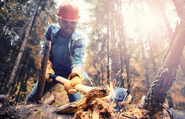 Male worker with an ax chopping a tree in the forest.
