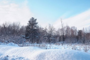 Kış orman manzarası. Kar altında uzun ağaçlar. Ocak 1