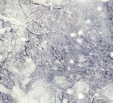 Kış orman manzarası. Kar altında uzun ağaçlar. Ocak 1