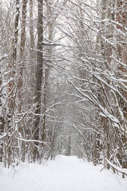 Kış manzara kar expanses kaplı. Kışın bir parkta 
