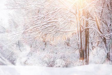 Kış manzarası. Karların altındaki orman. Parkta kış.
