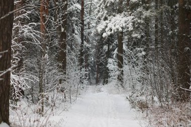 Kış manzarası. Karların altındaki orman. Parkta kış.