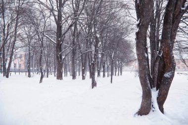 Kış orman manzarası. Kar altında uzun ağaçlar. Ocak 1