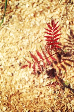 Parlak bahar, şafakta ormanda yeşilleniyor. Doğa ilkbaharın başlarında canlanır..