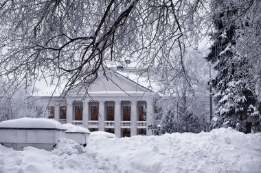 Kış orman manzarası. Kar altında uzun ağaçlar. Ocak 1