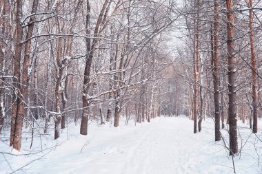 Kış orman manzarası. Kar altında uzun ağaçlar. Ocak 1