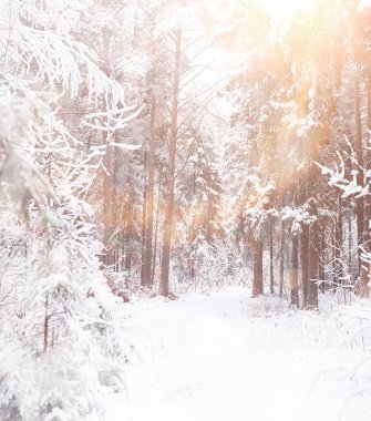Kış manzarası. Karların altındaki orman. Parkta kış.
