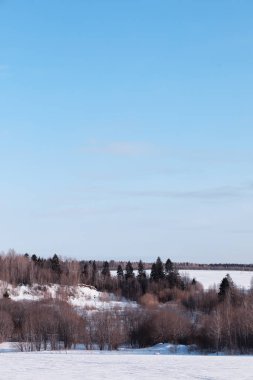 Kış orman manzarası. Kar altında uzun ağaçlar. Ocak 1