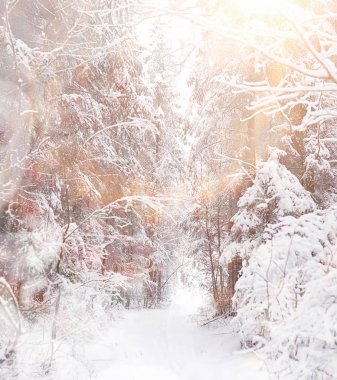 Kış manzarası. Karların altındaki orman. Parkta kış.