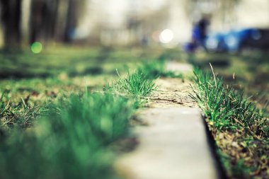 Parlak bahar, şafakta ormanda yeşilleniyor. Doğa ilkbaharın başlarında canlanır..