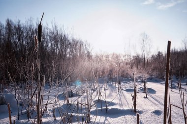 Kış orman manzarası. Kar altında uzun ağaçlar. Ocak 1
