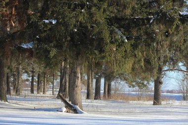 Kış ormanı karla kaplı