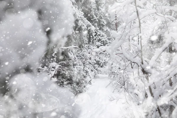 Pemandangan musim dingin. Hutan di bawah salju. Musim dingin di taman . — Stok Foto