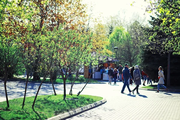 Parlak bahar, şafakta ormanda yeşilleniyor. Doğa ilkbaharın başlarında canlanır..