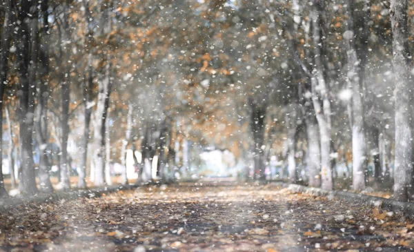 Herfstpark in de eerste sneeuw — Stockfoto