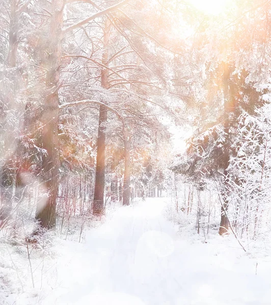 Χειμερινό τοπίο. Δάσος κάτω από το χιόνι. Χειμώνας στο πάρκο. — Φωτογραφία Αρχείου