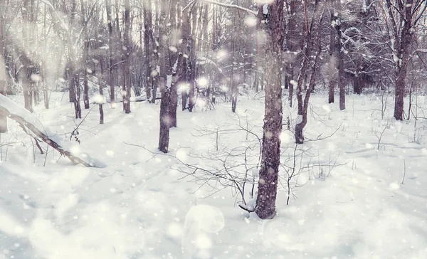 Kış orman manzarası. Kar altında uzun ağaçlar. Ocak 1 — Stok fotoğraf