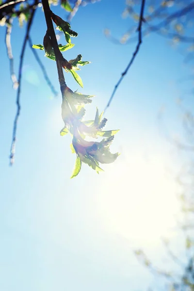 Luminosi Verdi Primaverili All Alba Nella Foresta Natura Prende Vita — Foto Stock