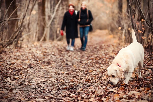 Jong meisje op een wandeling in de herfst — Stockfoto