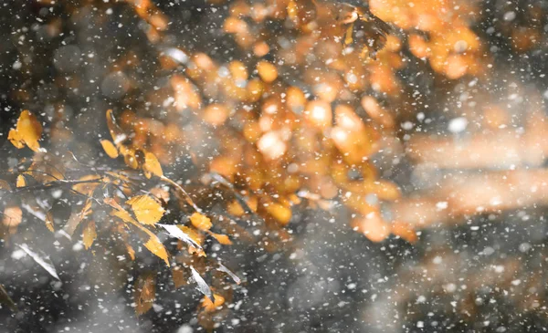 Jesienny park w pierwszym śniegu — Zdjęcie stockowe