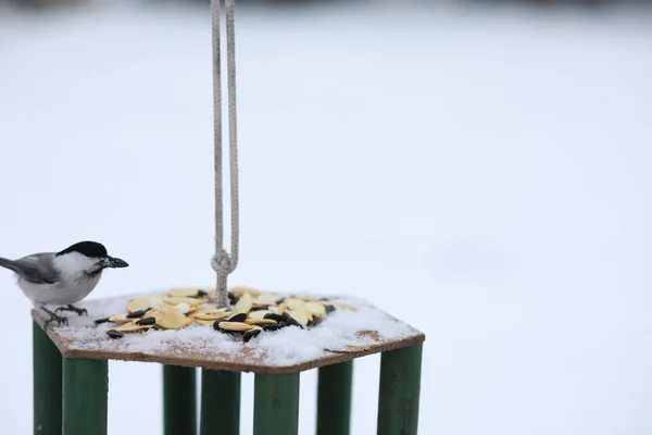 Micuţul şoricel de pe jgheab mănâncă. Pasăre de iarnă . — Fotografie, imagine de stoc