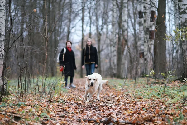 Tonårstjej Med Mamma Hundpromenad Höstträdgården — Stockfoto