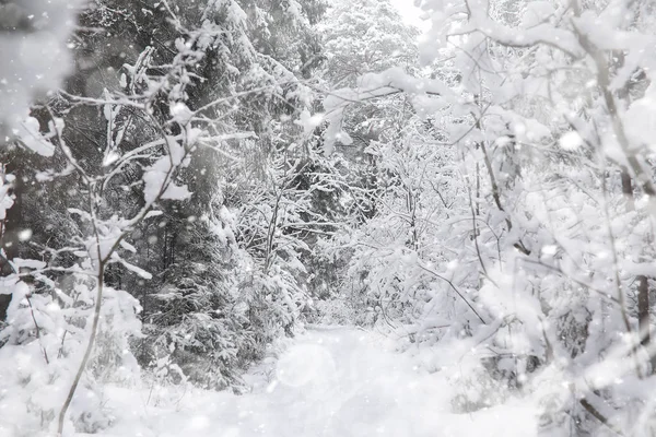 Pemandangan musim dingin. Hutan di bawah salju. Musim dingin di taman . — Stok Foto