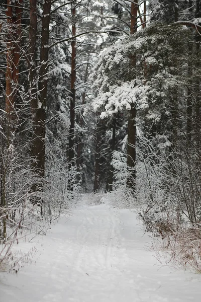 Vinterlandskap. Skog under snön. Vinter i parken. — Stockfoto