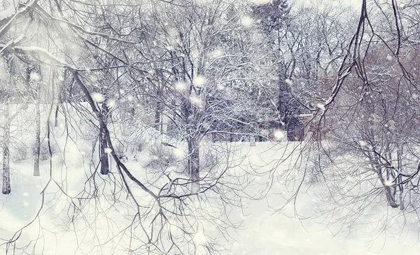 Vinterskogens landskap. Höga träd under snötäcket. Januari fr — Stockfoto