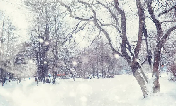 Paesaggio forestale invernale. Alberi alti sotto il manto di neve. Gennaio fr — Foto Stock