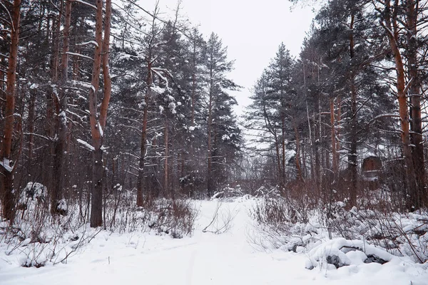 Vinterskogens landskap. Höga träd under snötäcket. Januari fr — Stockfoto