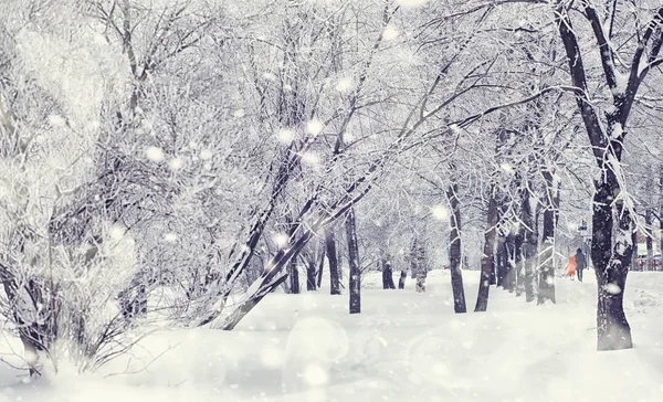 Zimowy krajobraz lasu. Wysokie drzewa pod pokrywą śnieżną. styczeń fr — Zdjęcie stockowe