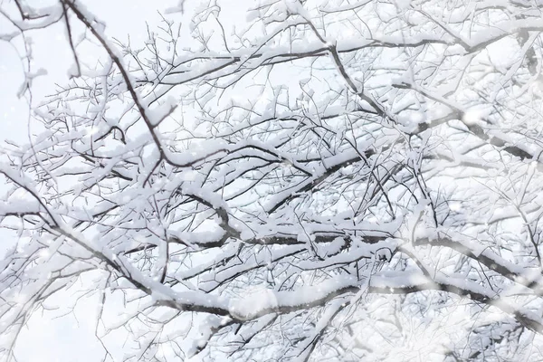 겨울 풍경. 눈 밑의 숲. 공원에서의 겨울. — 스톡 사진