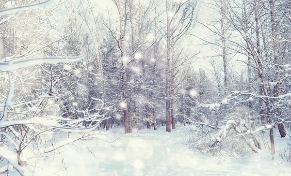 Vinterskogens landskap. Höga träd under snötäcket. Januari fr — Stockfoto