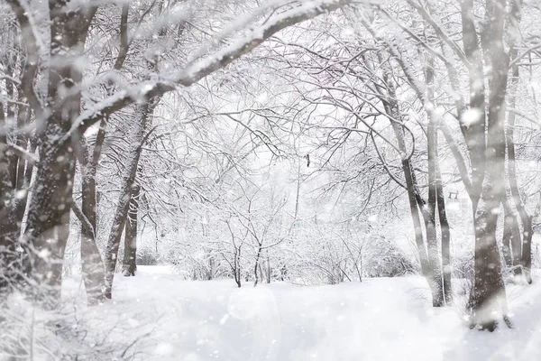 Paisaje invernal. Bosque bajo la nieve. Invierno en el parque . —  Fotos de Stock