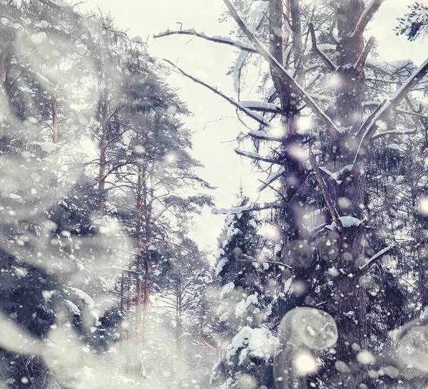 冬の森の風景。雪に覆われた背の高い木。１月 — ストック写真