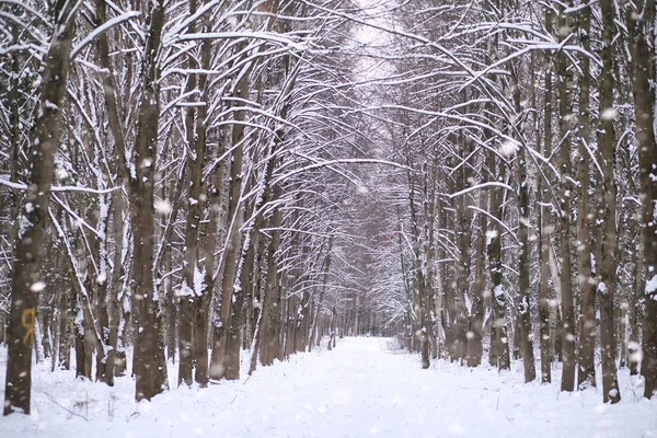 A winter fairy tale, a young mother and her daughter ride a sled — Stock Photo, Image