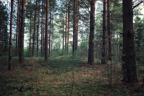 Jasná Jarní Zeleň Úsvitu Lese Příroda Ožívá Jaře — Stock fotografie