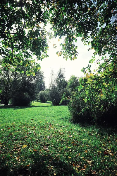 Verdes Brillantes Primavera Amanecer Bosque Naturaleza Cobra Vida Principios Primavera — Foto de Stock