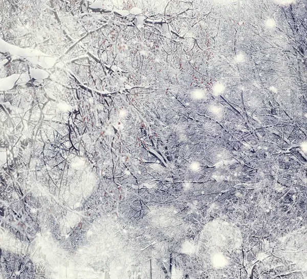 겨울 숲 풍경. 눈덮인 높은 나무들. 1 월 FR — 스톡 사진