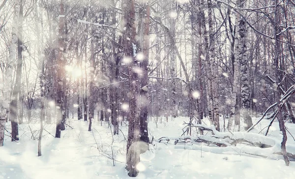 冬の森の風景。雪に覆われた背の高い木。１月 — ストック写真