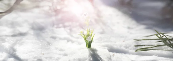 春天的第一朵花 森林里的雪降。 春天阳光明媚 — 图库照片