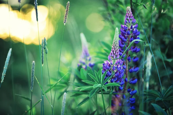 Fényes Tavaszi Zöldségek Hajnalban Erdőben Természet Kora Tavasszal Kel Életre — Stock Fotó