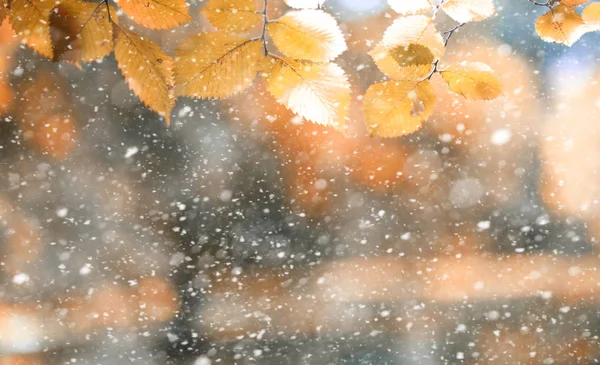 Herfstpark in de eerste sneeuw — Stockfoto