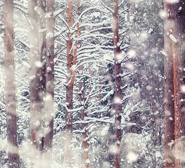 Vinterskogens landskap. Höga träd under snötäcket. Januari fr — Stockfoto