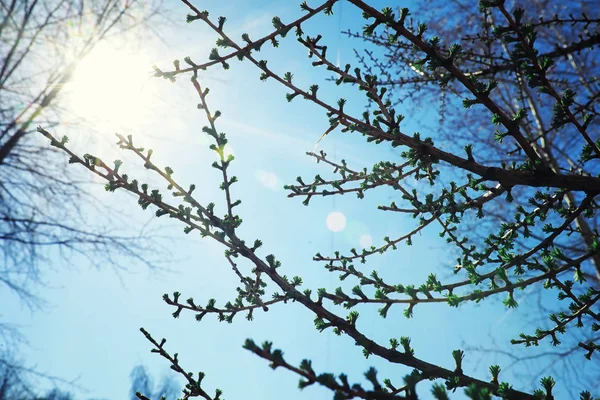 Luminosi Verdi Primaverili All Alba Nella Foresta Natura Prende Vita — Foto Stock